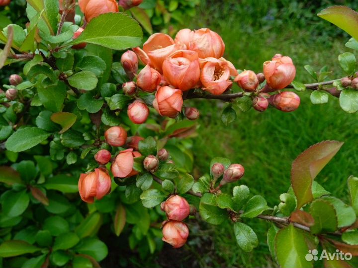 Айва японская саженцы