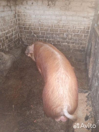 Хряк на племя