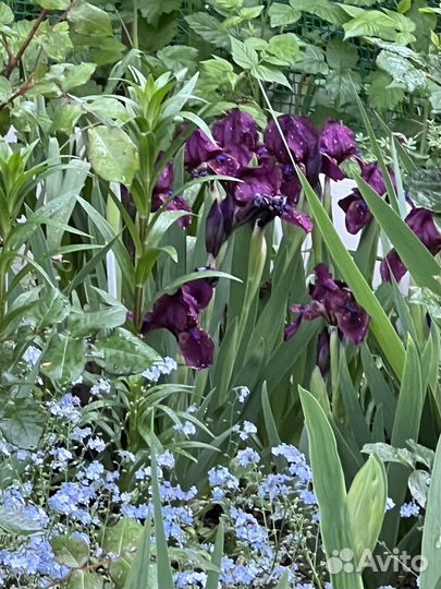 Цветы,самшиты