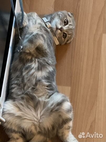 Шотландская