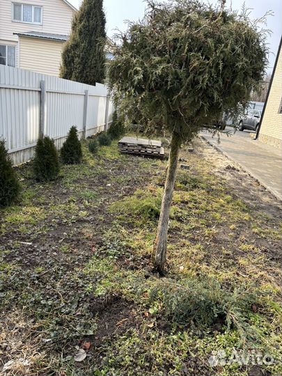 Туя барабант на штамбе