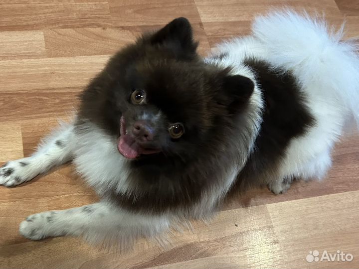 Померанский шпиц вязка мальчик