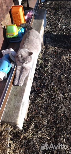 Персидский кот