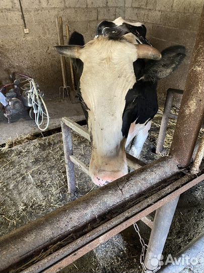 Корова стельная дойная