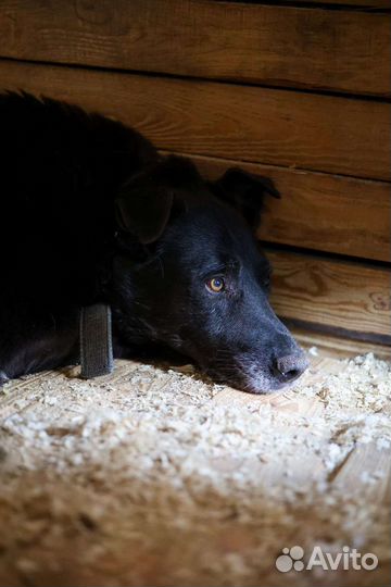 Шикарный чёрный пес