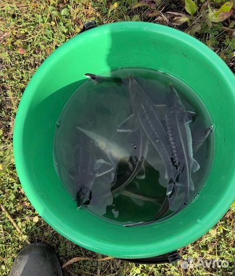 Малек Sterлядь