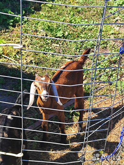 Нубийские козлята 2 мес