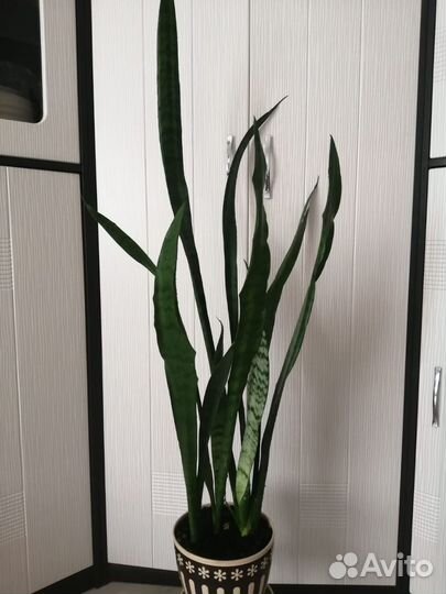 Сансевиерия