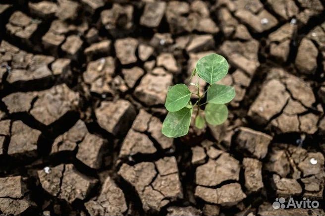 Лучшее дерево для степи, полупустыни и солончаков