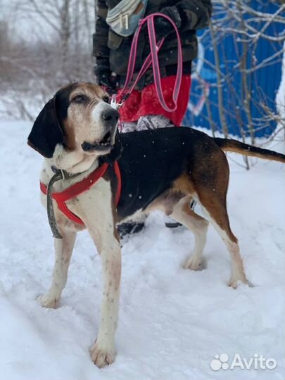 Волшебный Бим ищет дом