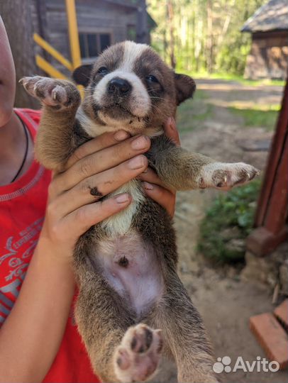 Щенки в добрые руки