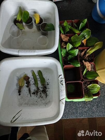 Замиокулькас