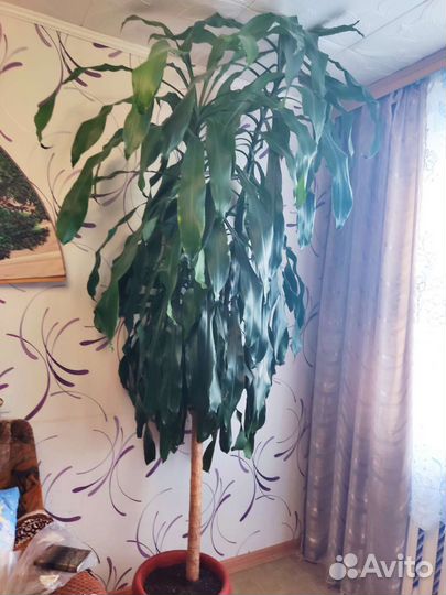 Пальма драцена