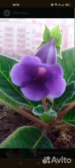 Глоксия Тидея