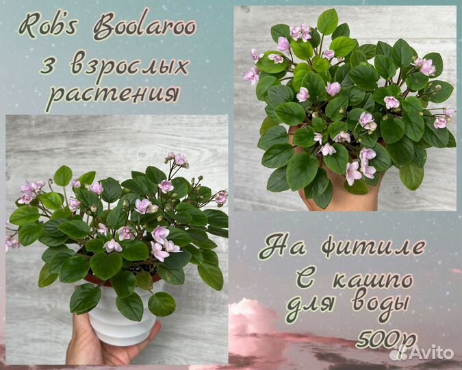 Сортовые трейлерные фиалки