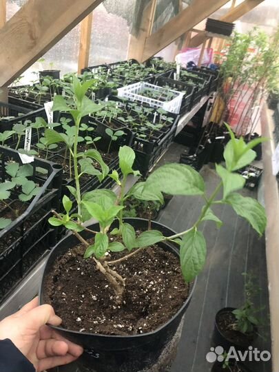 Гортензия Взрослая Ванилла Фрайз, 3 года