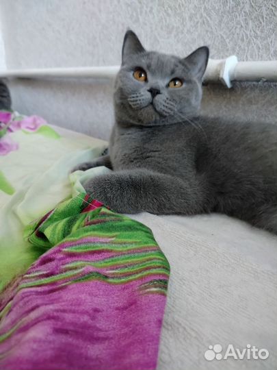 Британские котята