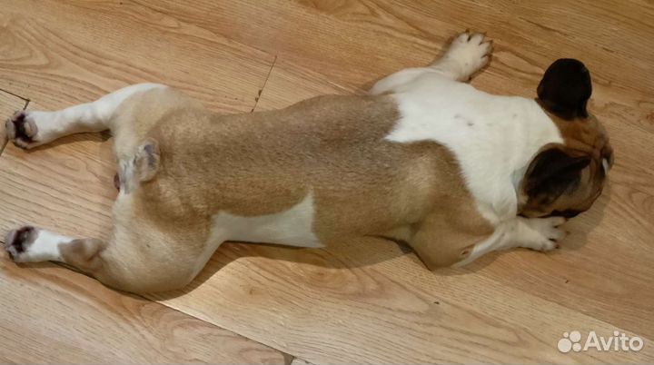 Французский бульдог вязка, продажа