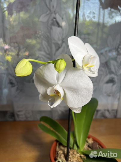 Орхидея фаленопсис детка