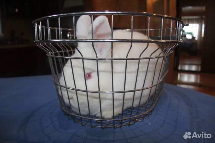 Кролики нзб