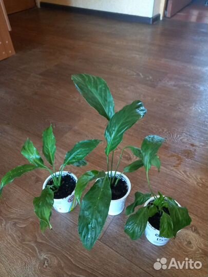 Спатифиллум