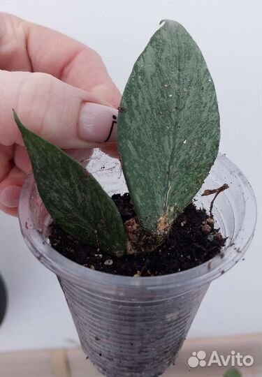 Хойи укорененные