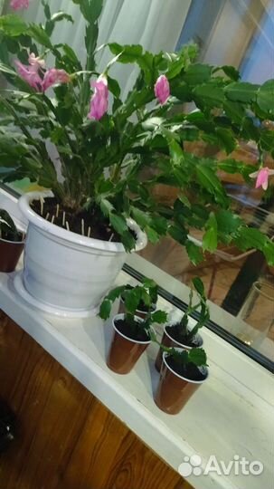 Декабрист шлюмбергера