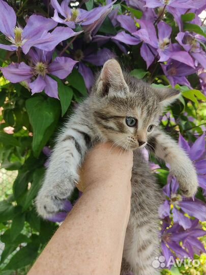 Котята в добрые руки бесплатно