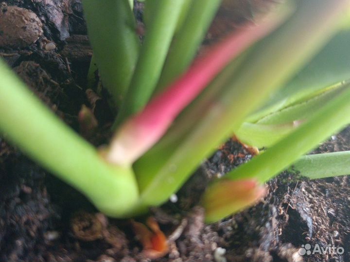 Антуриум Эдисон