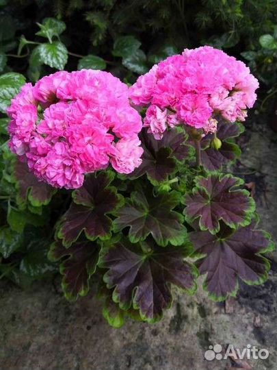 Герань пеларгония