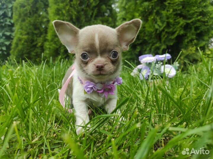 Лиловые и Шоколадные щенки Чихуахуа