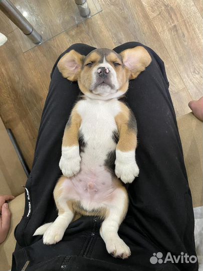 Щенки бигль из питомника