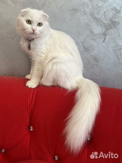 Вязка Шотландская вислоухая кошка белая