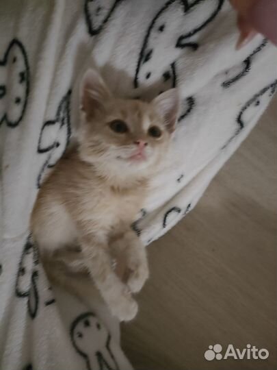 Красавчик малыш ищет дом