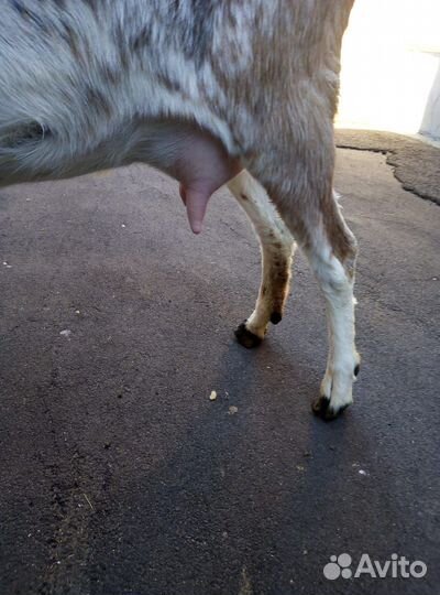 Продажа козлят камори - нубы