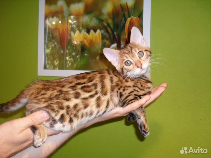 Бенгальские котята