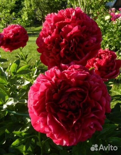 Пионы саженцы корни