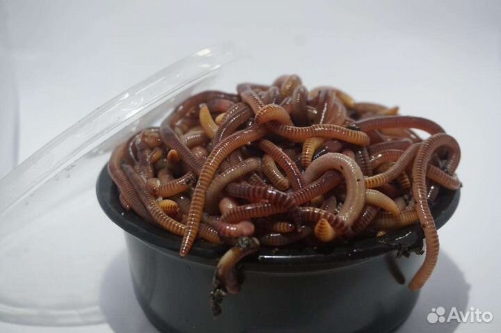 Червь дендробена-выползок