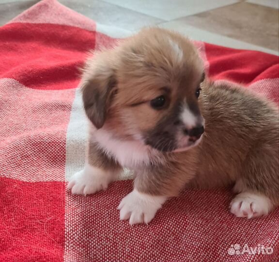 Щенки вельш-корги пемброк