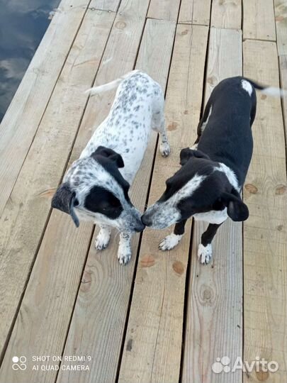 Щенки в добрые руки, 3 товарища