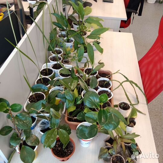 Комнатные цветы