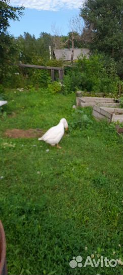 Куры, гусыня