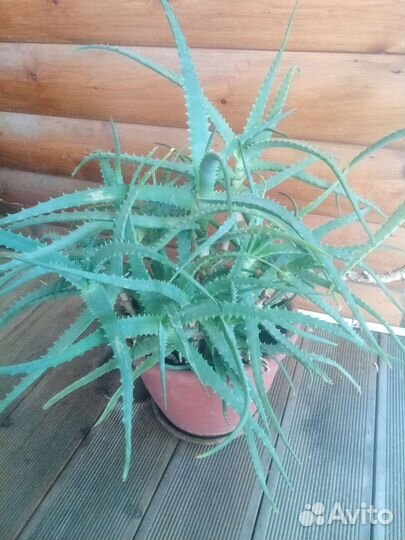 Алоэ столетник