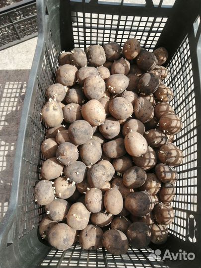 Продаю сменной картофель