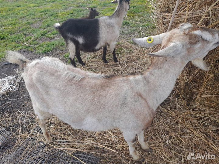 Козы и козел