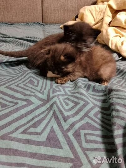 Котята пасхальные