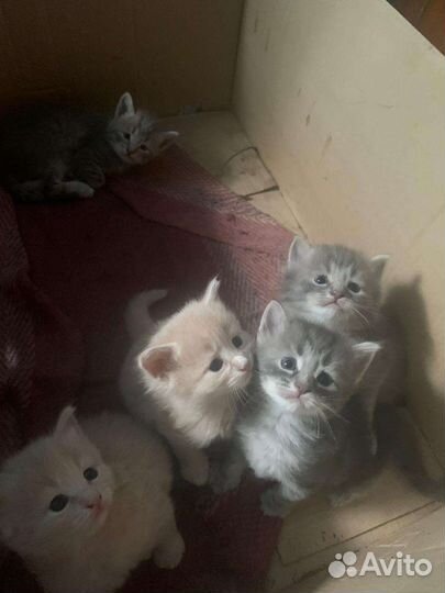 Котята в добрые руки
