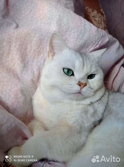 Вязка с котом