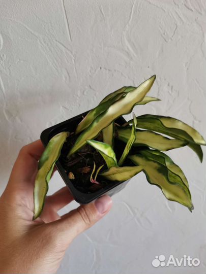 Хойи: тсанги, кентиниана вар