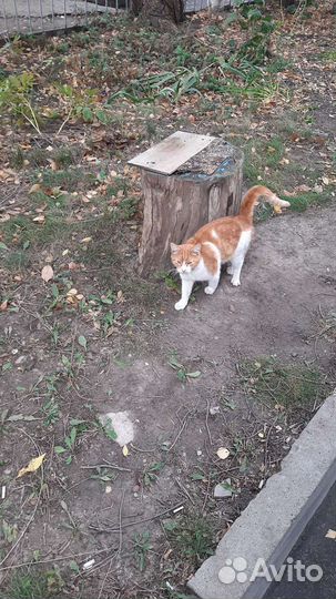 Кошка в дар